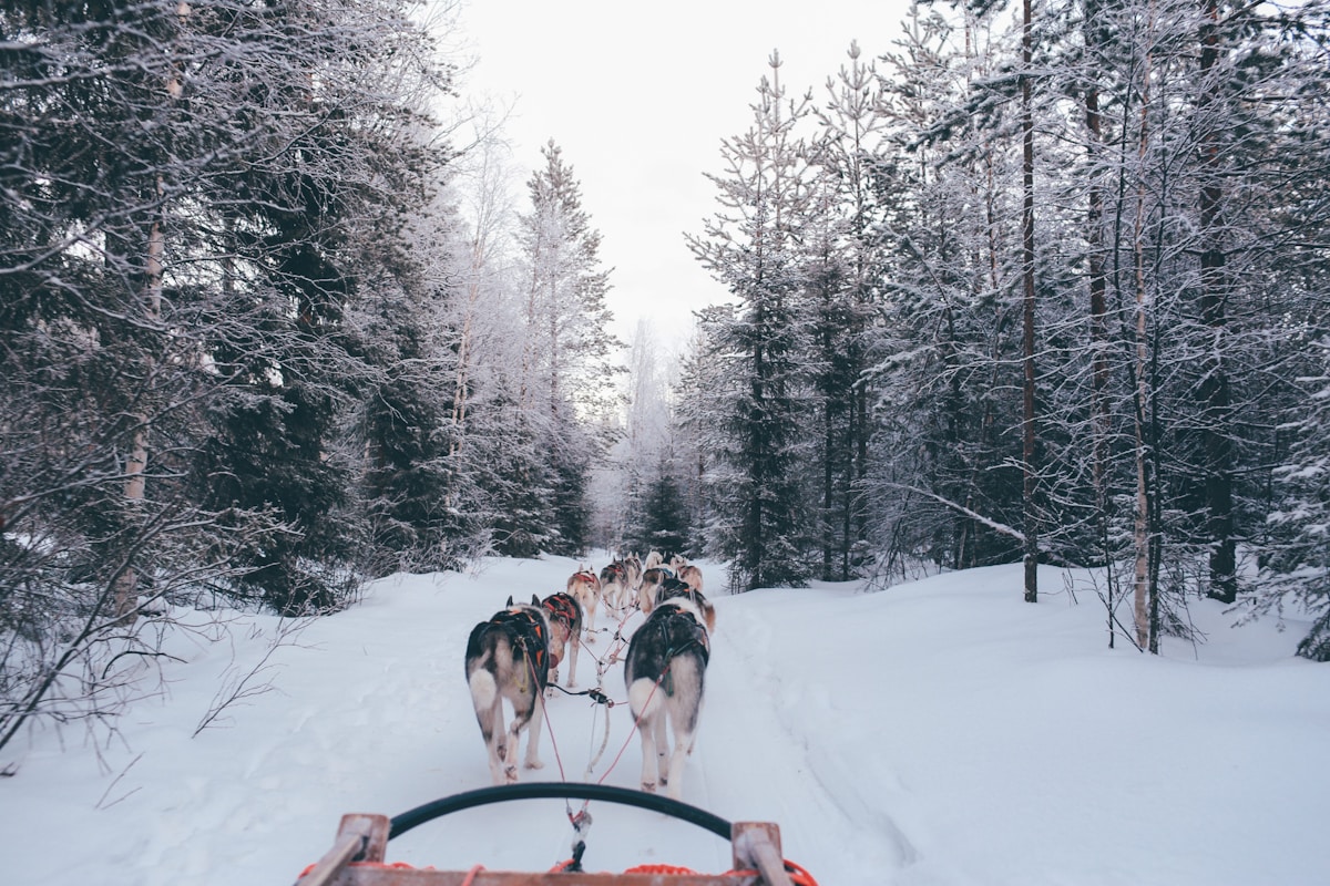 Arctic Circle Adventure in Rovaniemi, Finland — photo 3