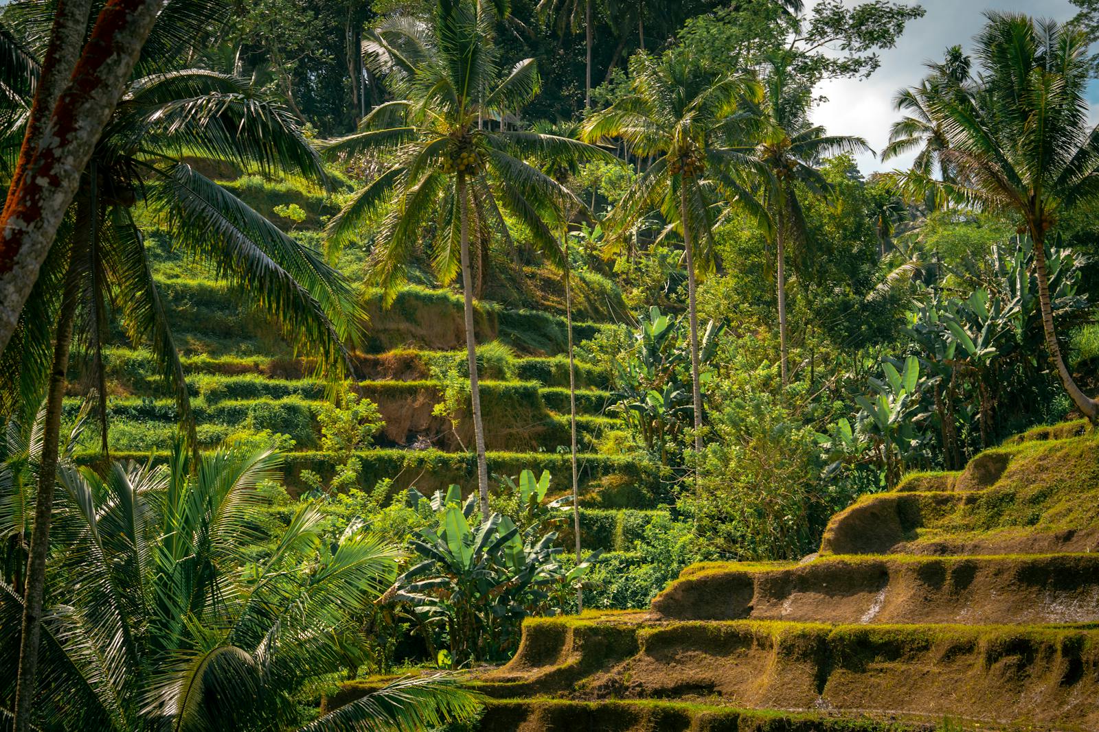 Bali — Ubud Rice Terraces, Uluwatu Cliffs — Ubud