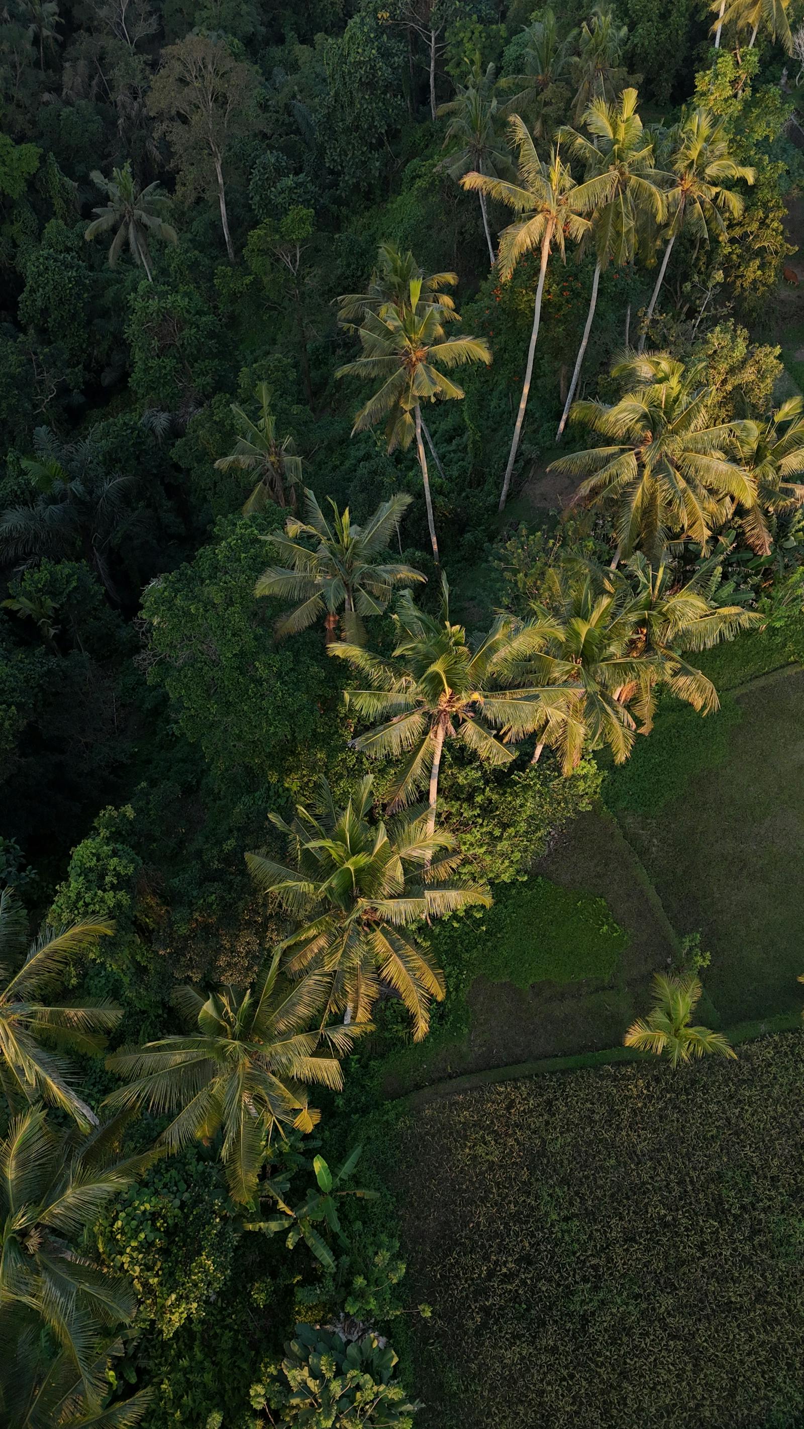 Bali — Ubud Rice Terraces, Uluwatu Cliffs — photo 2