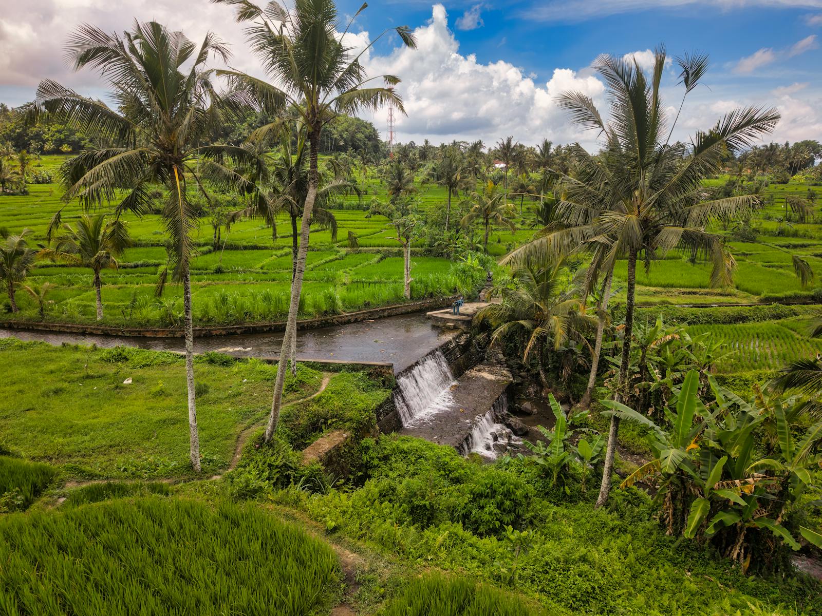 Bali — Ubud Rice Terraces, Uluwatu Cliffs — photo 4