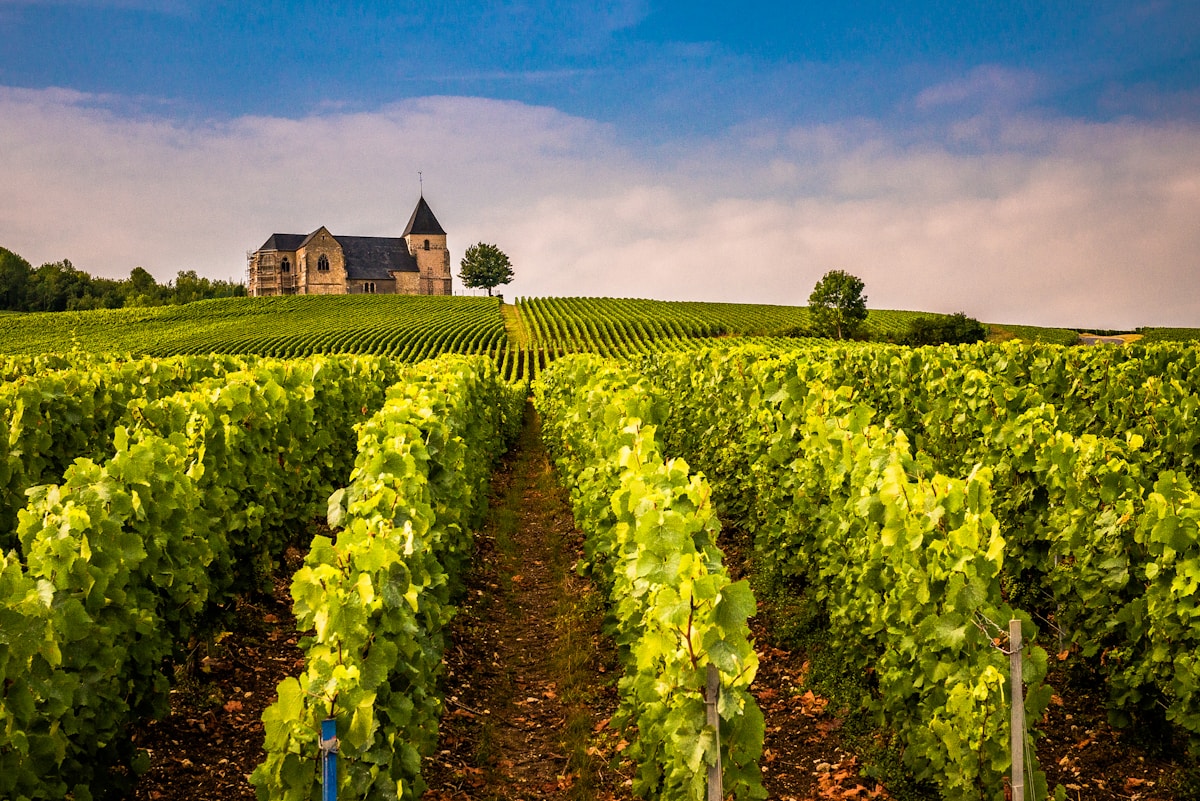 Champagne Trail — Reims & Épernay — photo 2