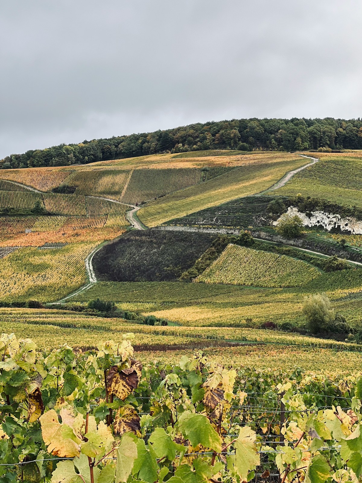 Champagne Trail — Reims & Épernay — photo 3