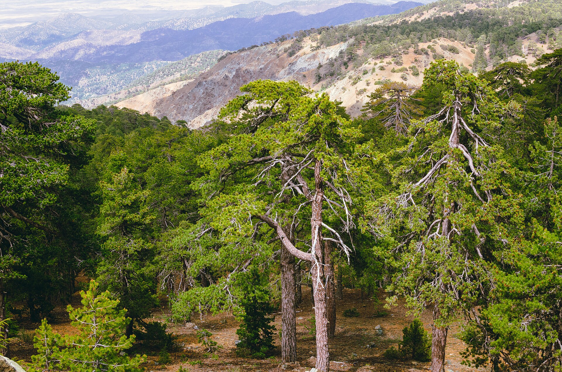 Troodos Mountains & Painted Churches — photo 4
