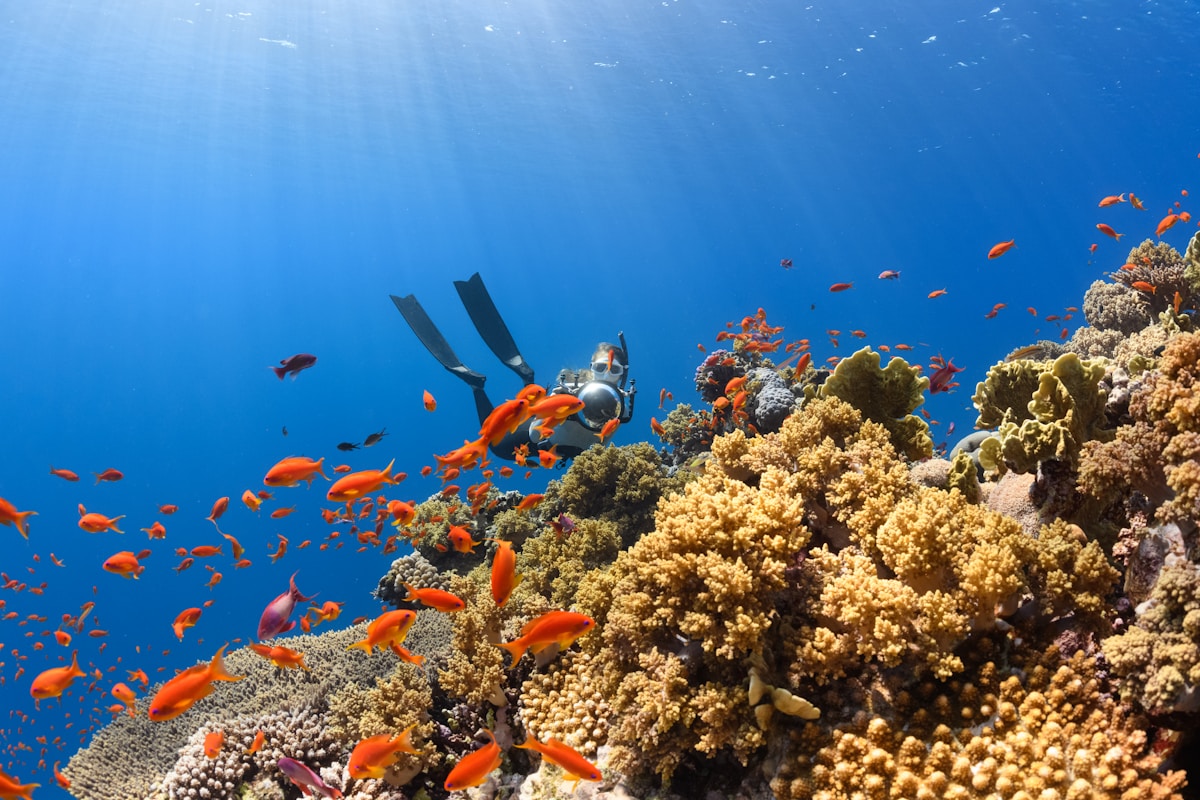UAE Diving Adventure — Fujairah and the Arabian Sea — Palm Jumeirah