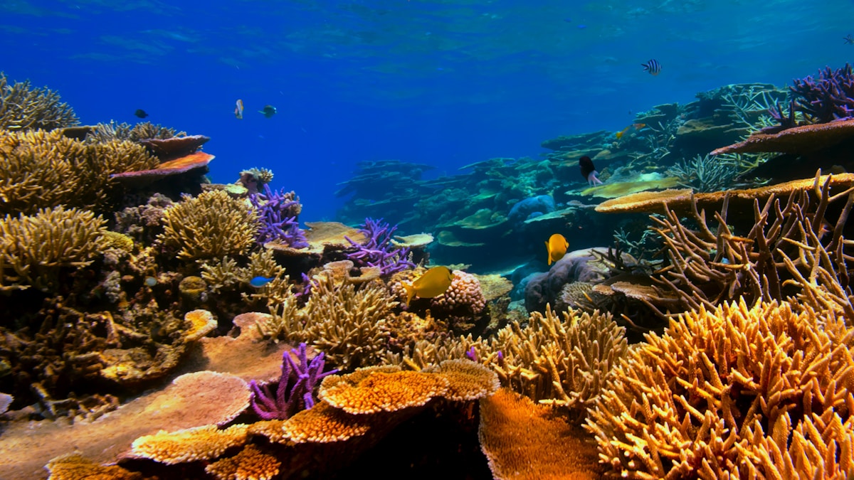 UAE Diving Adventure — Fujairah and the Arabian Sea — photo 2