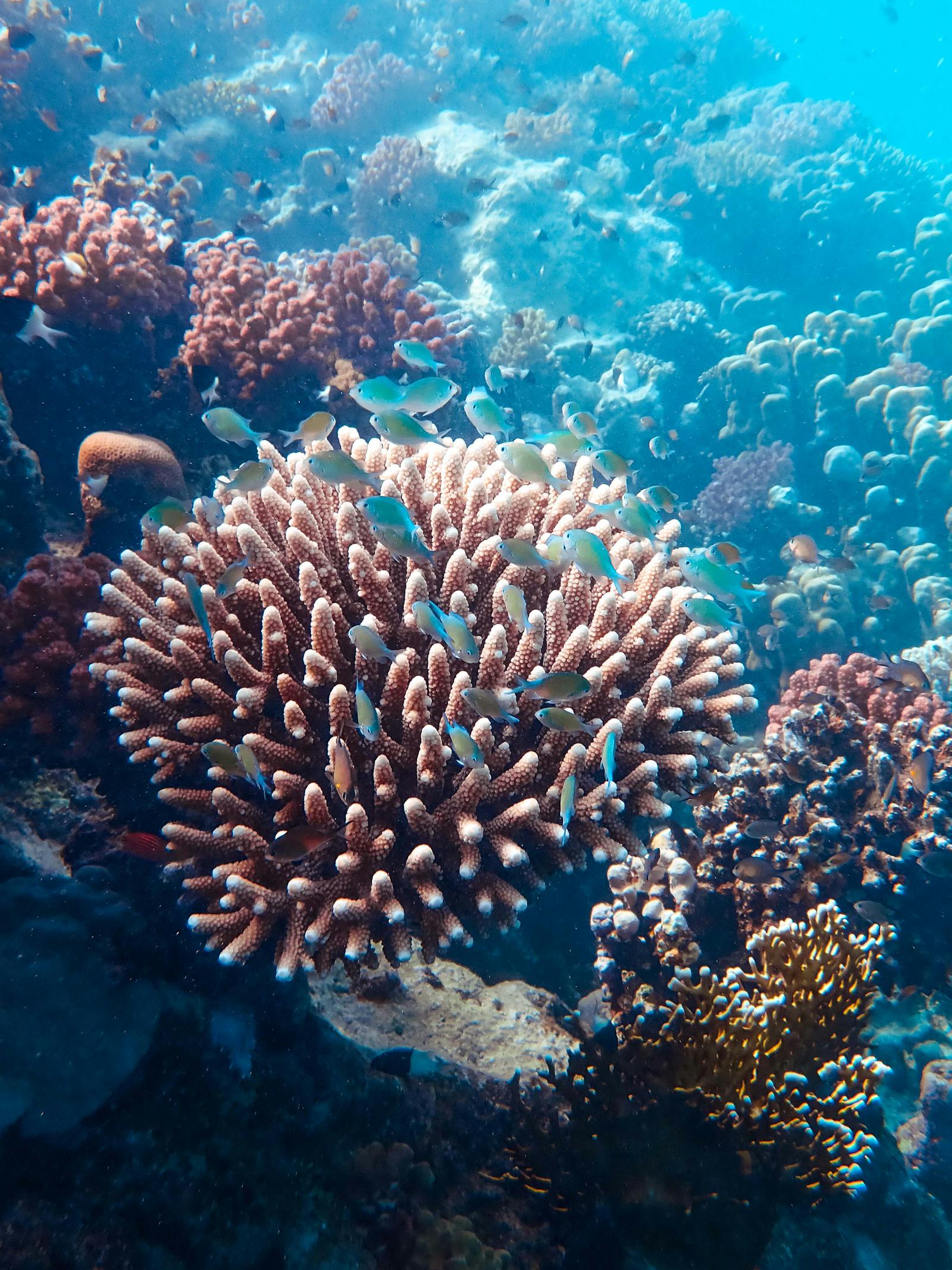 UAE Diving Adventure — Fujairah and the Arabian Sea — photo 4