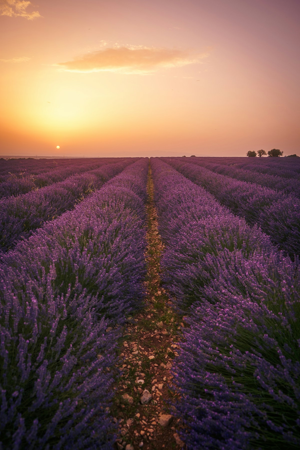 Provence Lavender Route — Valensole to the Luberon — Plateau de Valensole