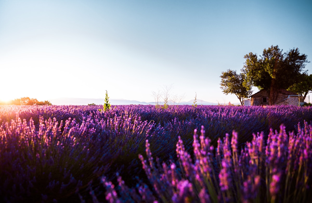 Provence Lavender Route — Valensole to the Luberon — photo 4