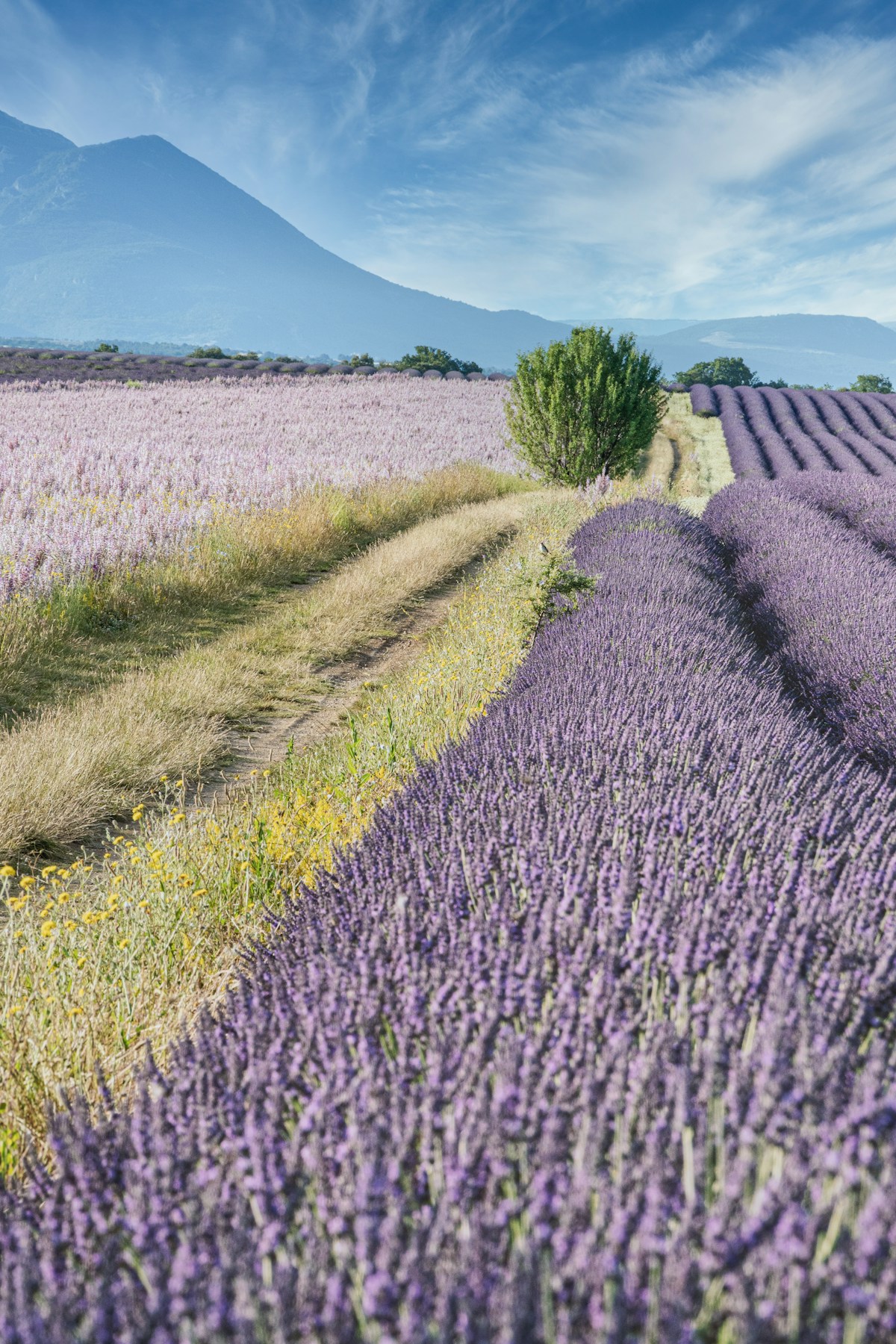 Provence Lavender Route — Valensole to the Luberon — photo 5