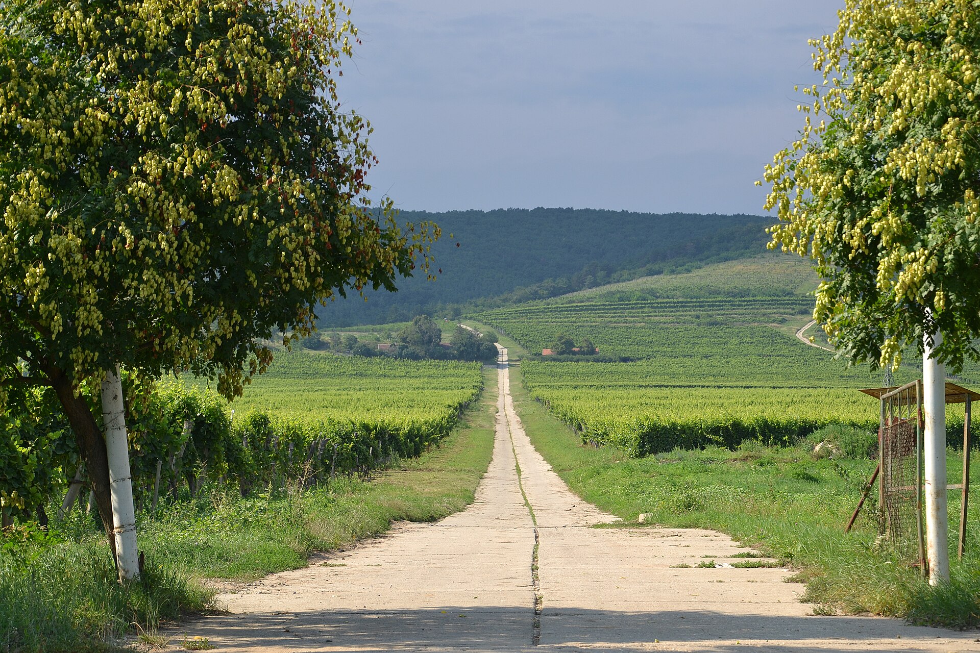 Tokaj Wine Country Serenity — photo 2