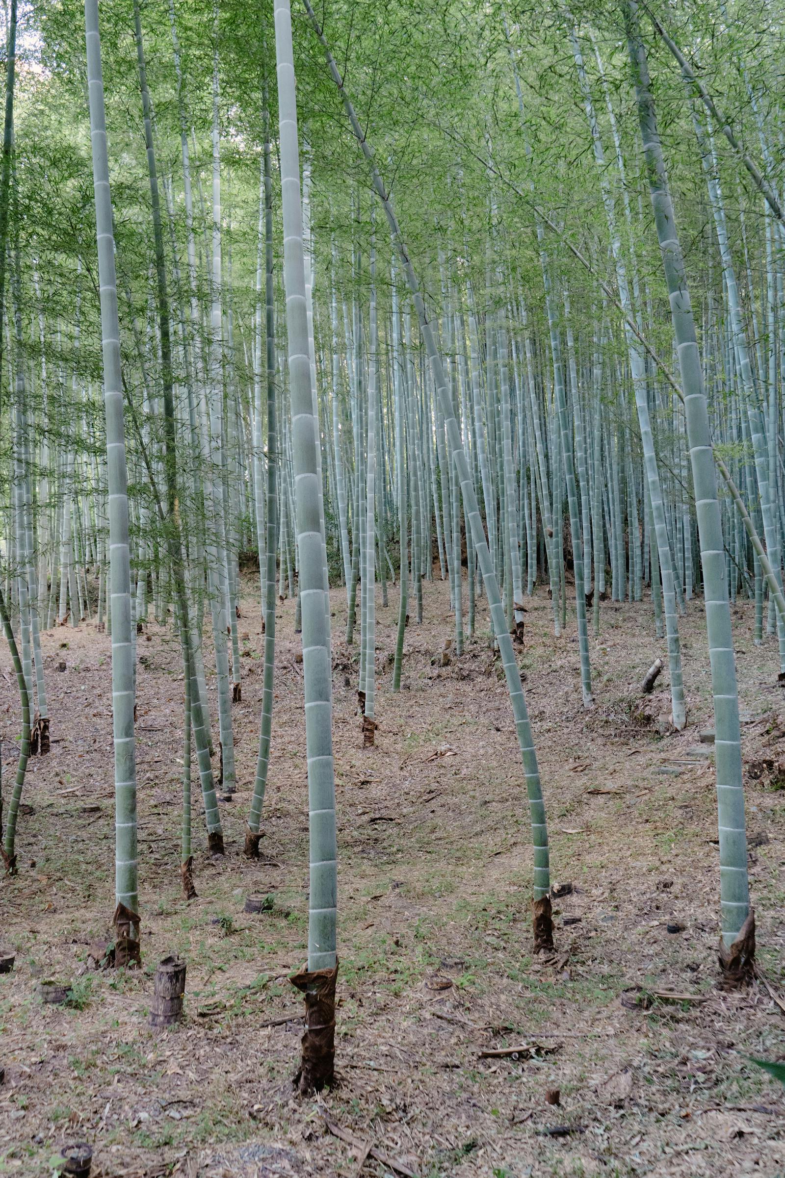Kyoto Temples & Gion — Three-Day Slow Pilgrim — photo 3