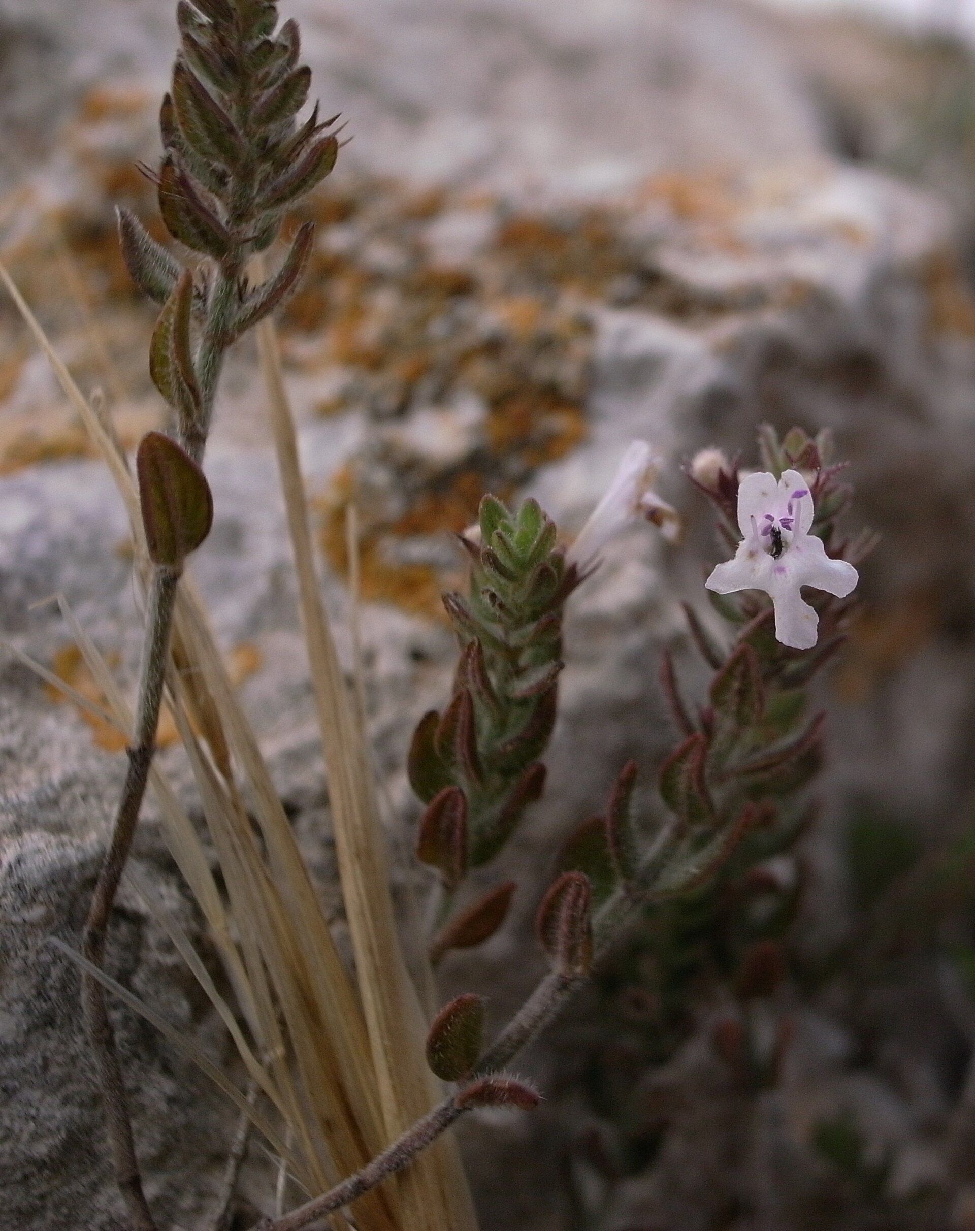 Dingli Cliffs & the Blue Grotto — photo 5