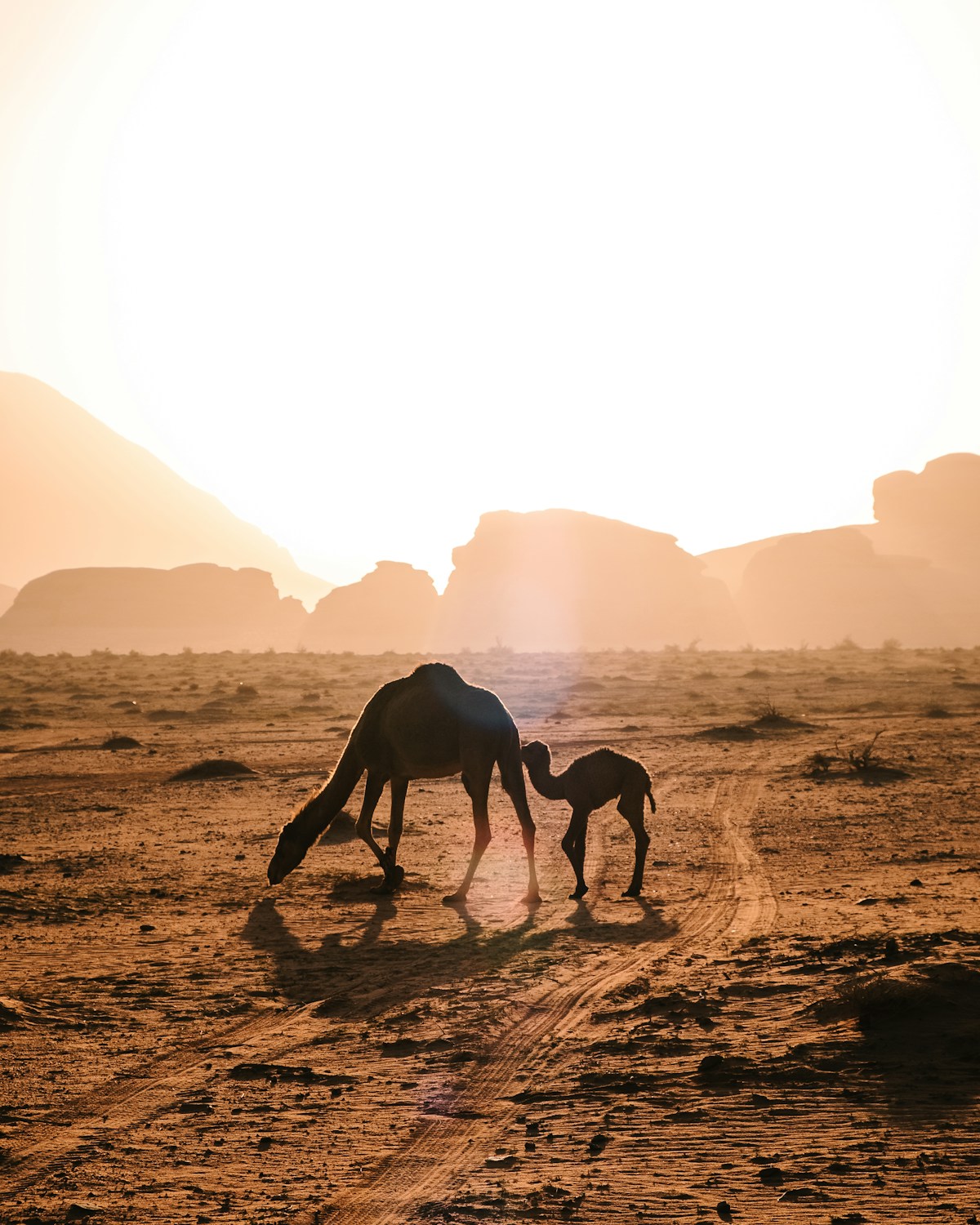 Petra and Wadi Rum, Jordan — photo 3