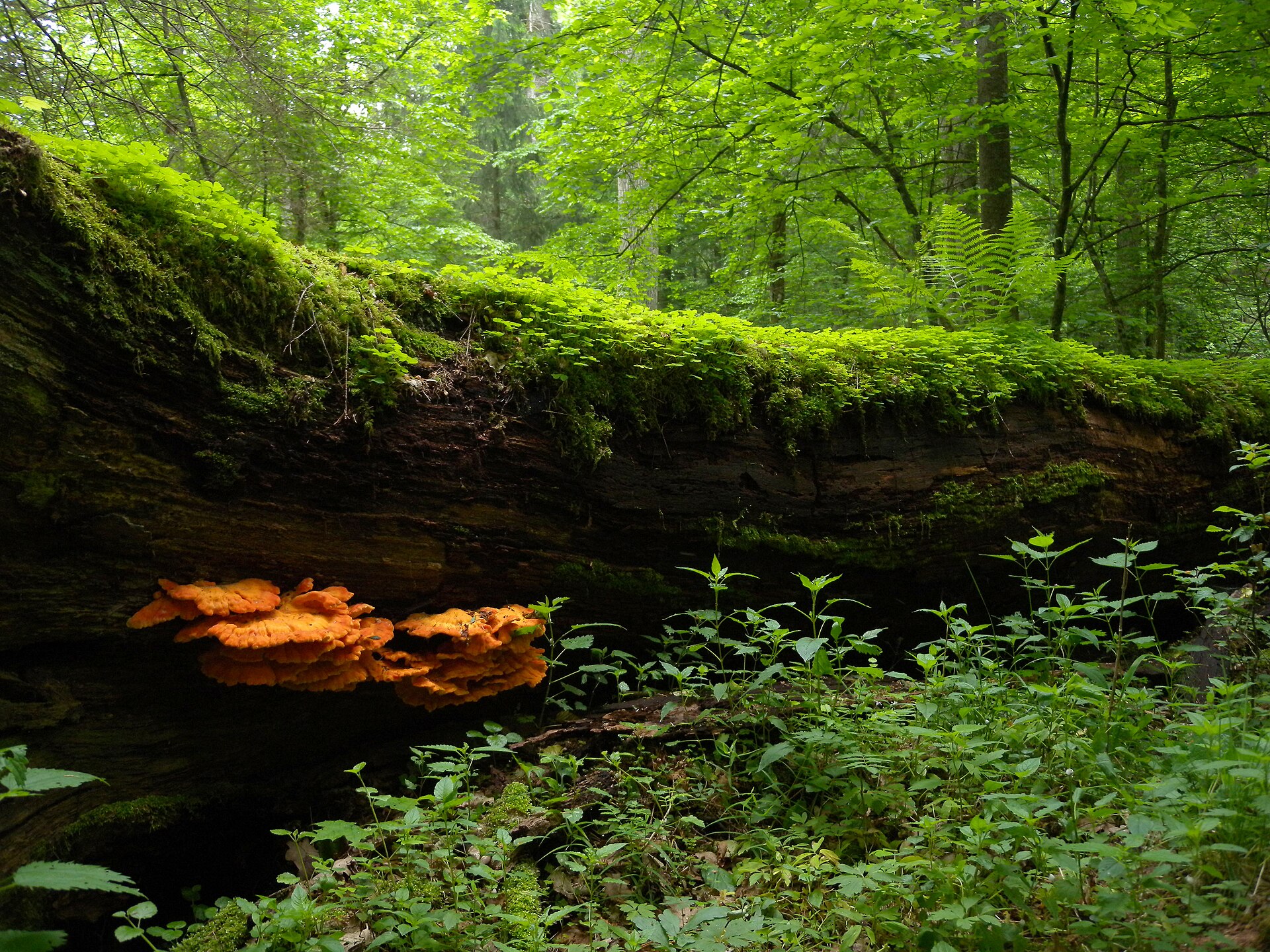 Białowieża Forest Serenity — Białowieża National Park