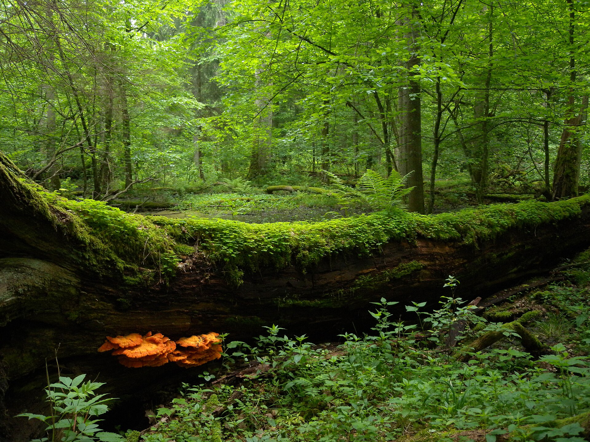 Białowieża Forest Serenity — photo 2