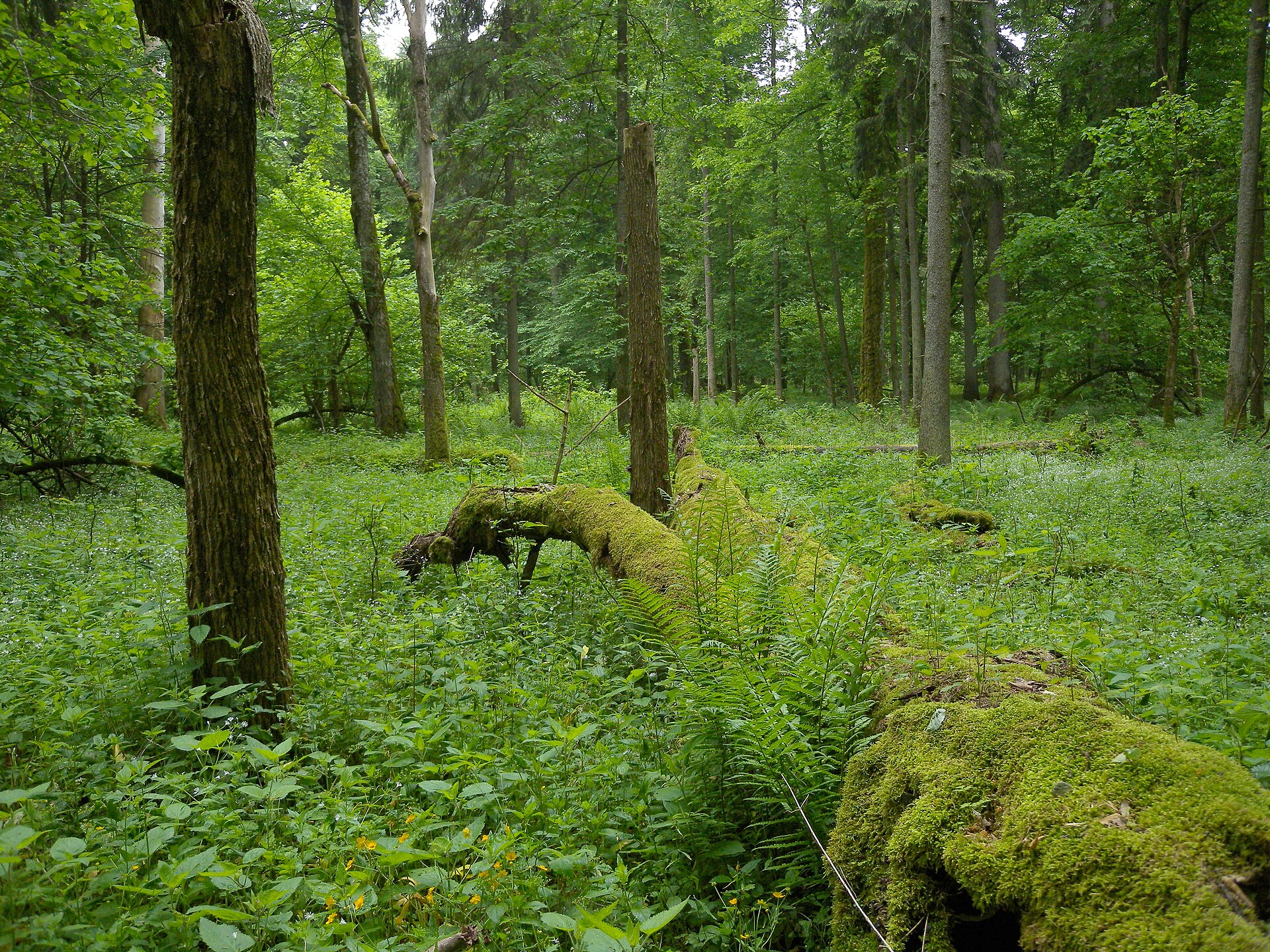 Białowieża Forest Serenity — photo 3