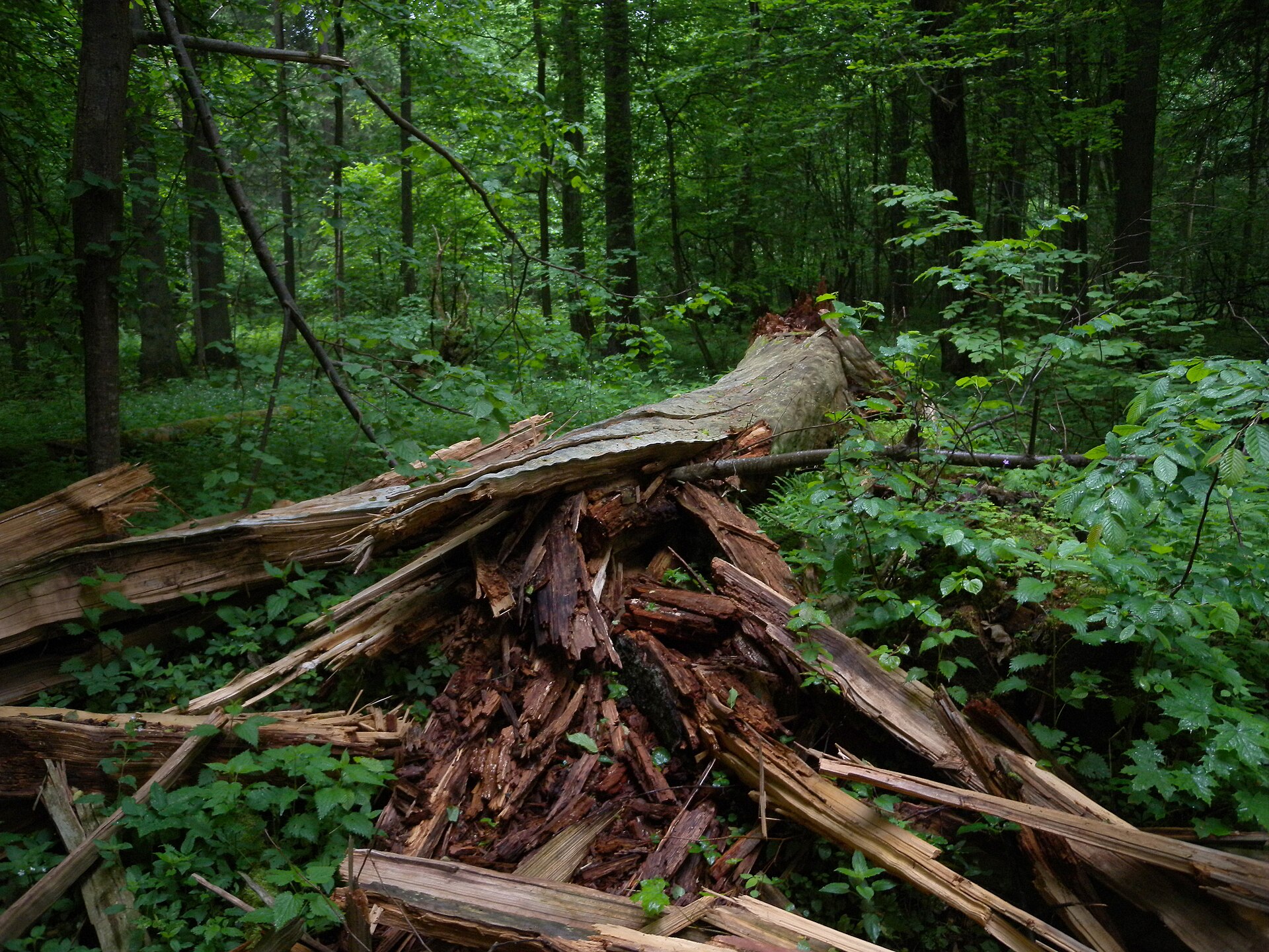 Białowieża Forest Serenity — photo 4