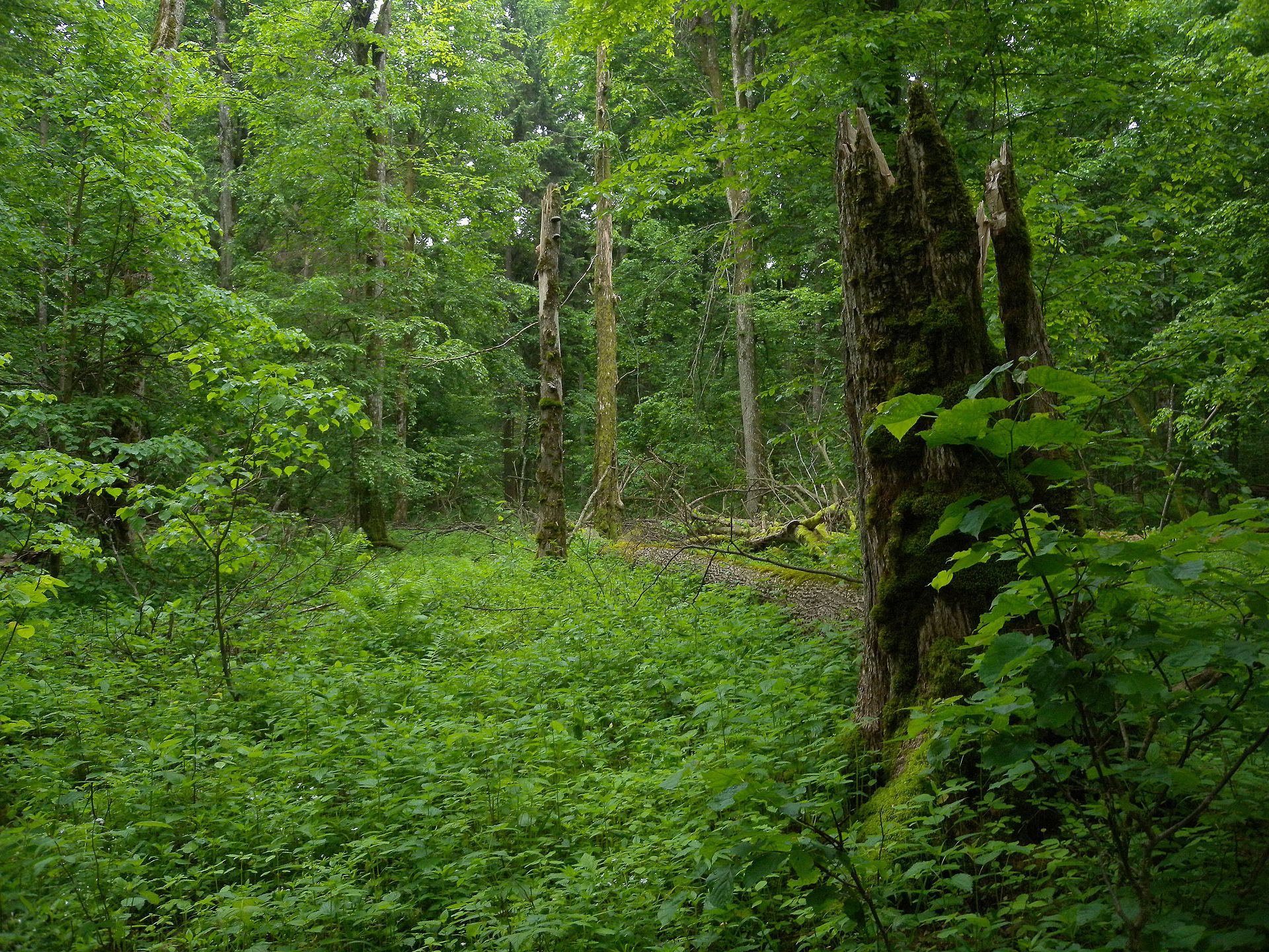 Białowieża Forest Serenity — photo 5