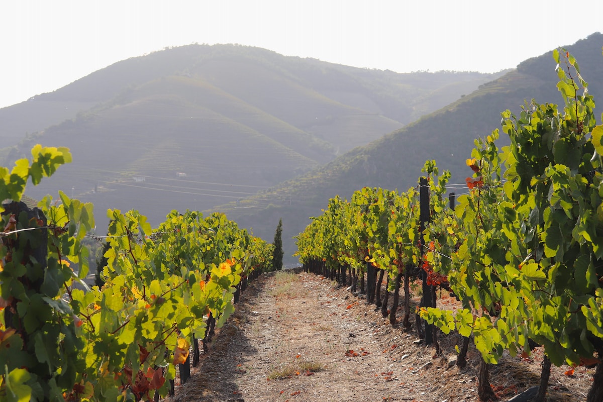 Porto & Douro Valley Wine Trail — photo 2