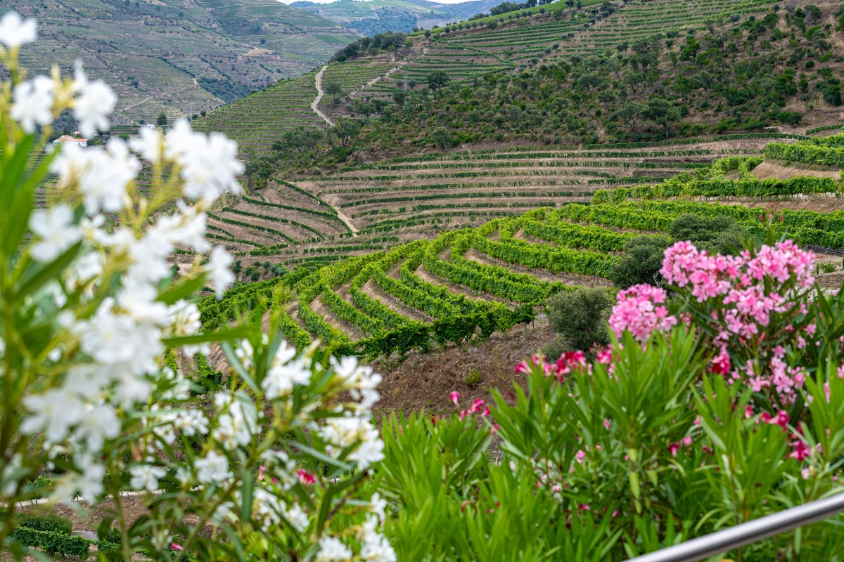 Porto & Douro Valley Wine Trail — photo 3