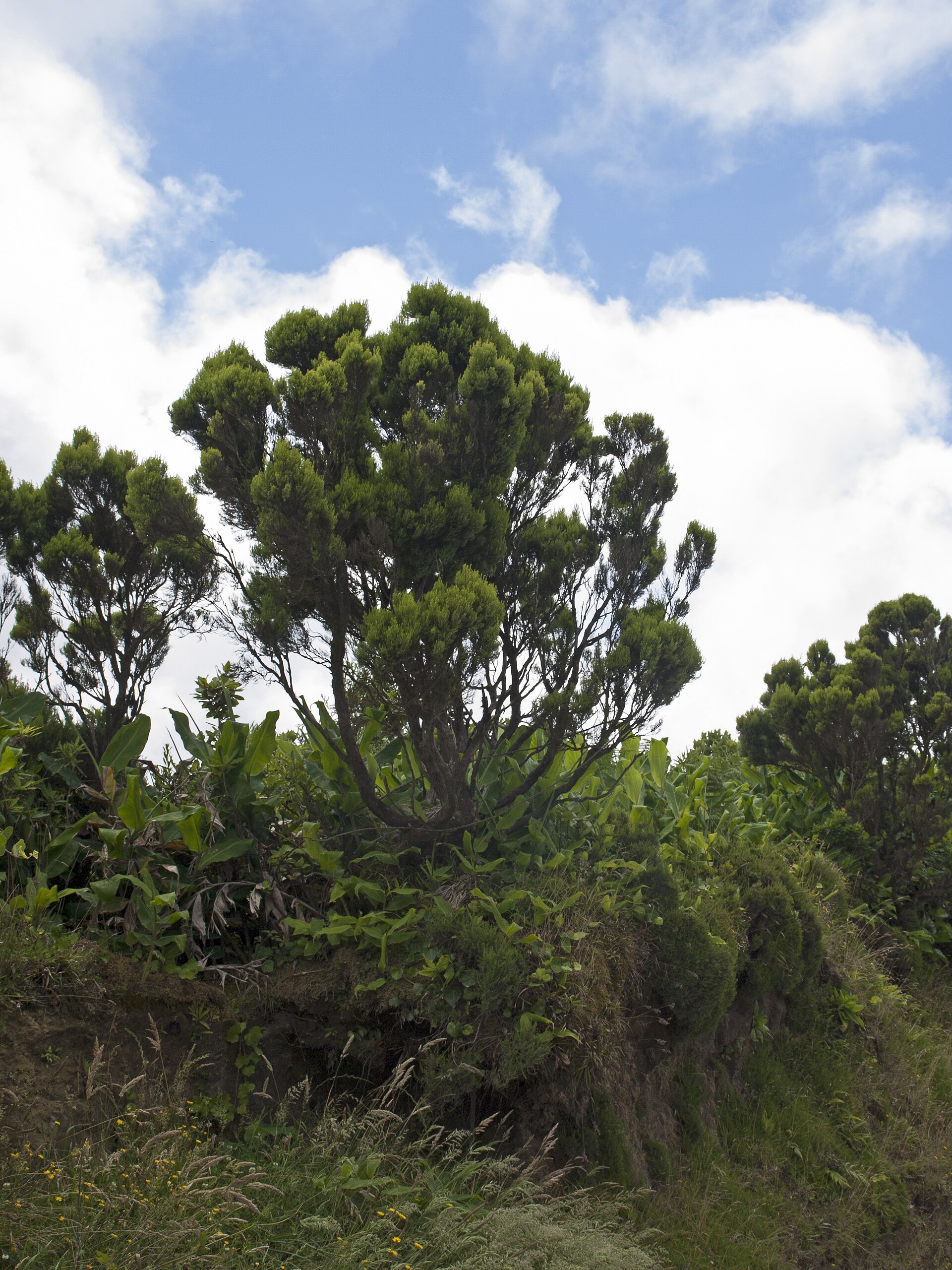 Azores: Crater Lakes & Geothermal Calm — photo 5