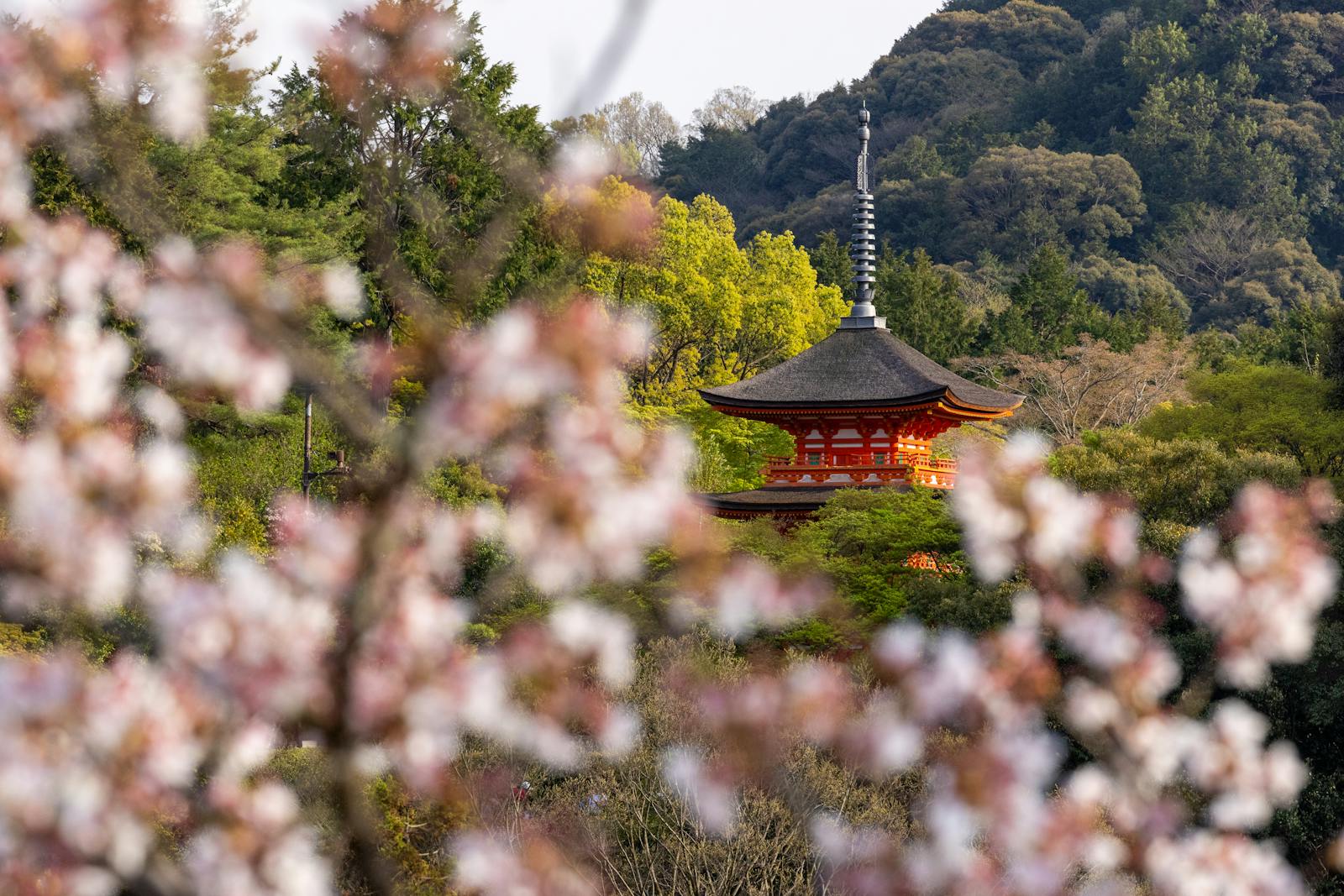 Sakura Hanami — Tokyo & Kyoto — photo 2