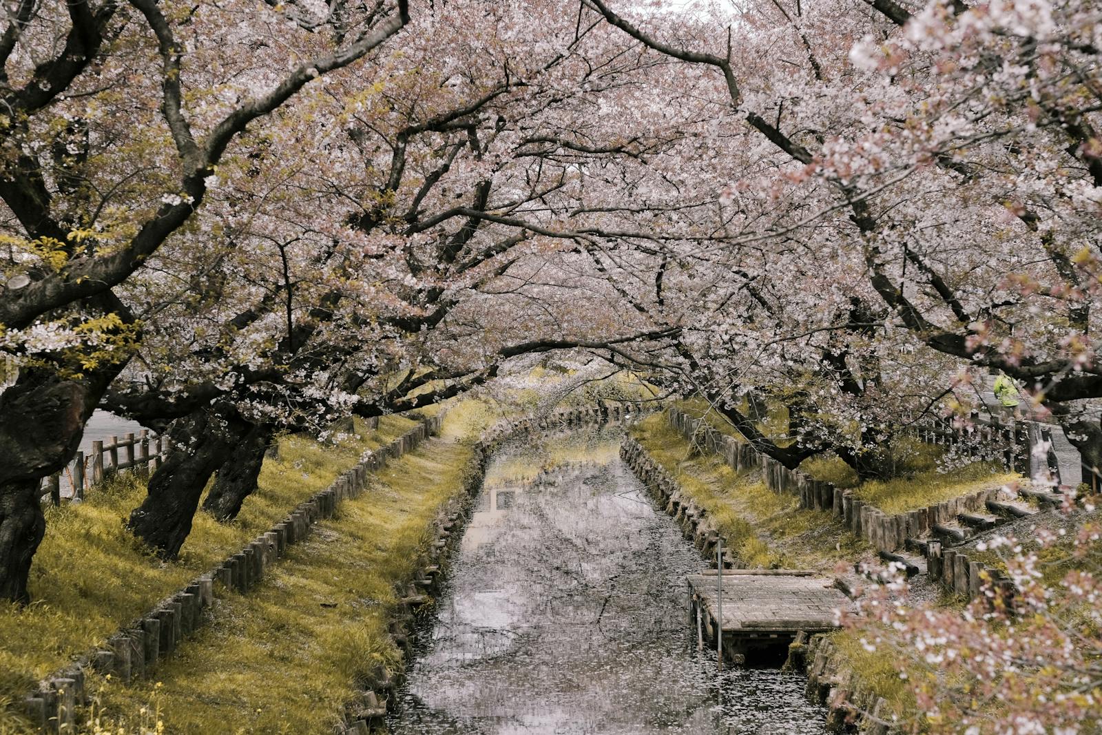 Sakura Hanami — Tokyo & Kyoto — photo 3