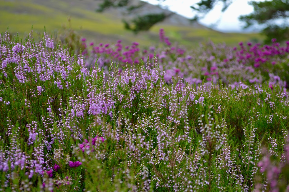 Scotland's North Coast 500 Road Trip — photo 4