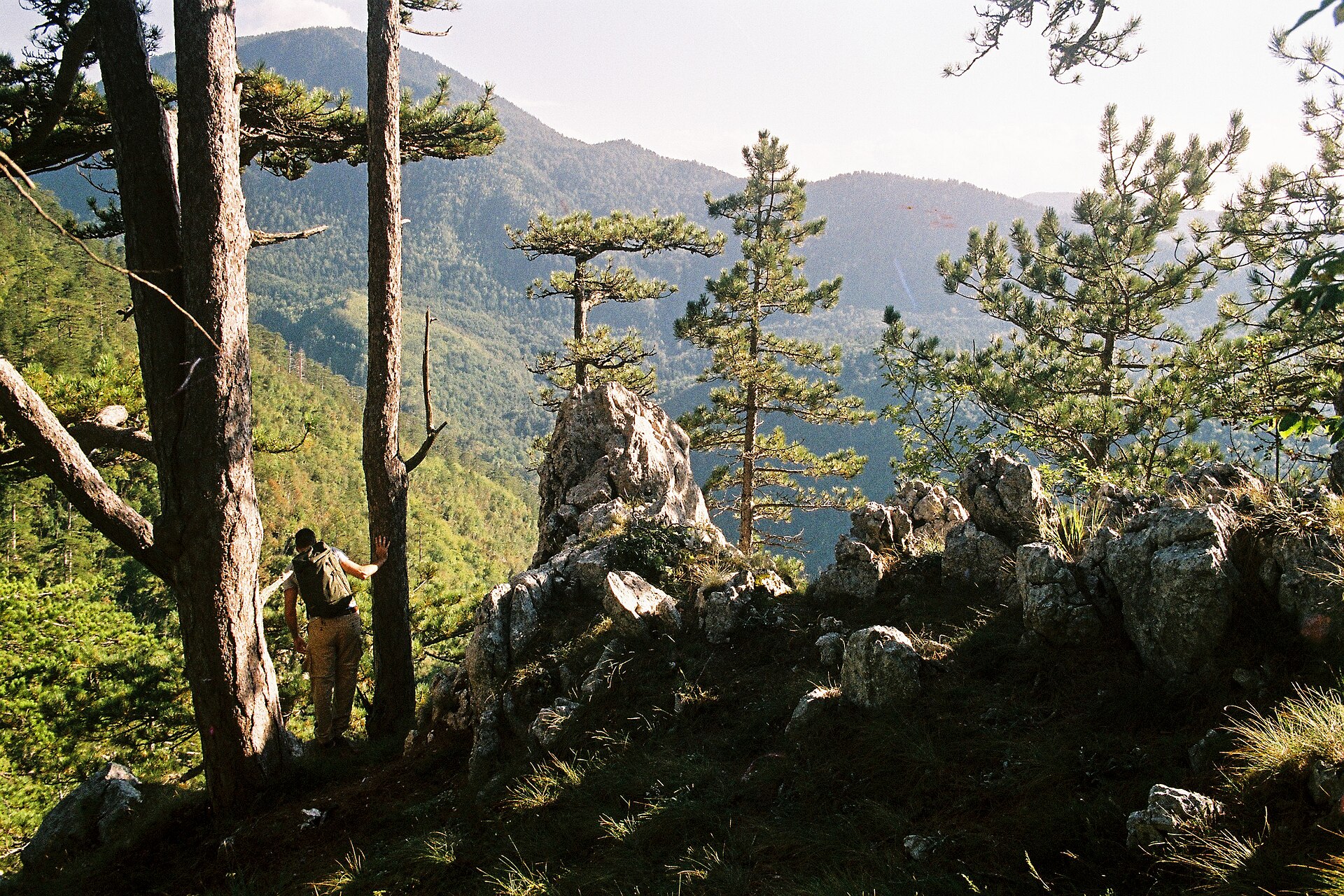 Tara National Park & Uvac Canyon — Tara National Park