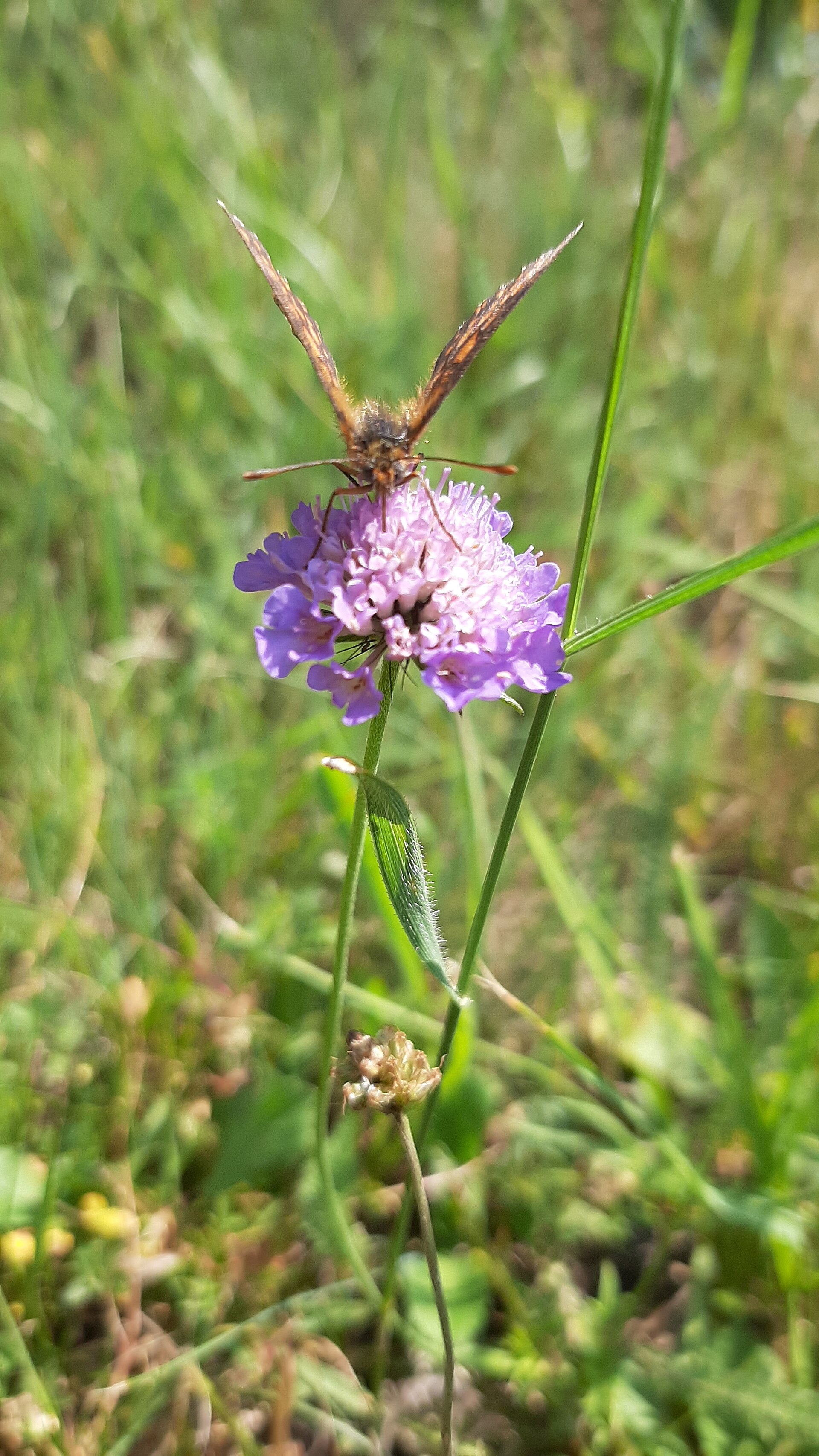Zlatibor & Mokra Gora Open Road — photo 2