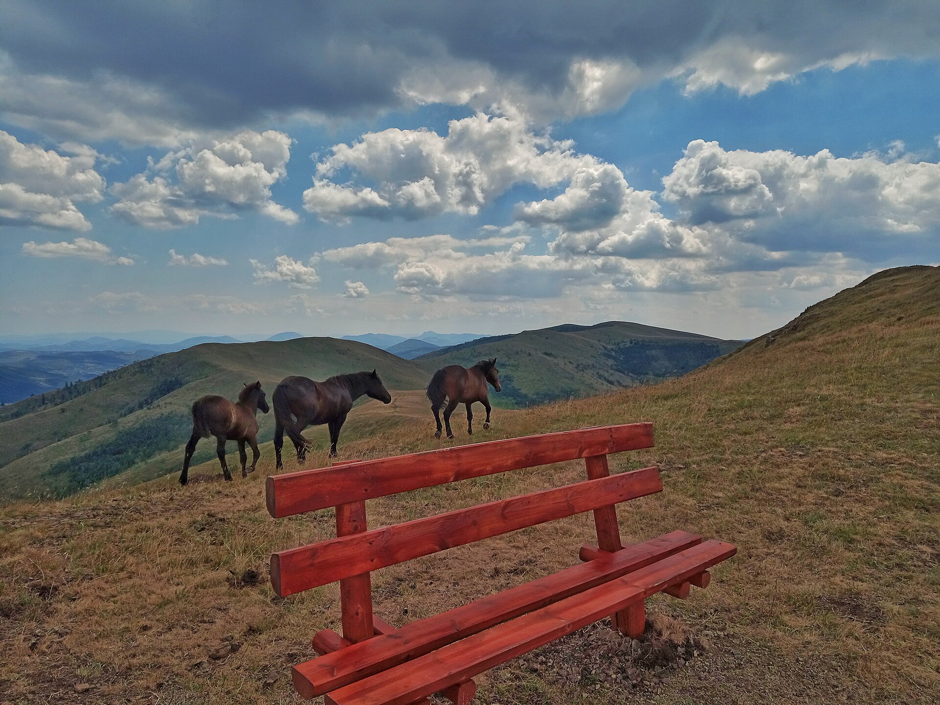 Zlatibor & Mokra Gora Open Road — photo 3