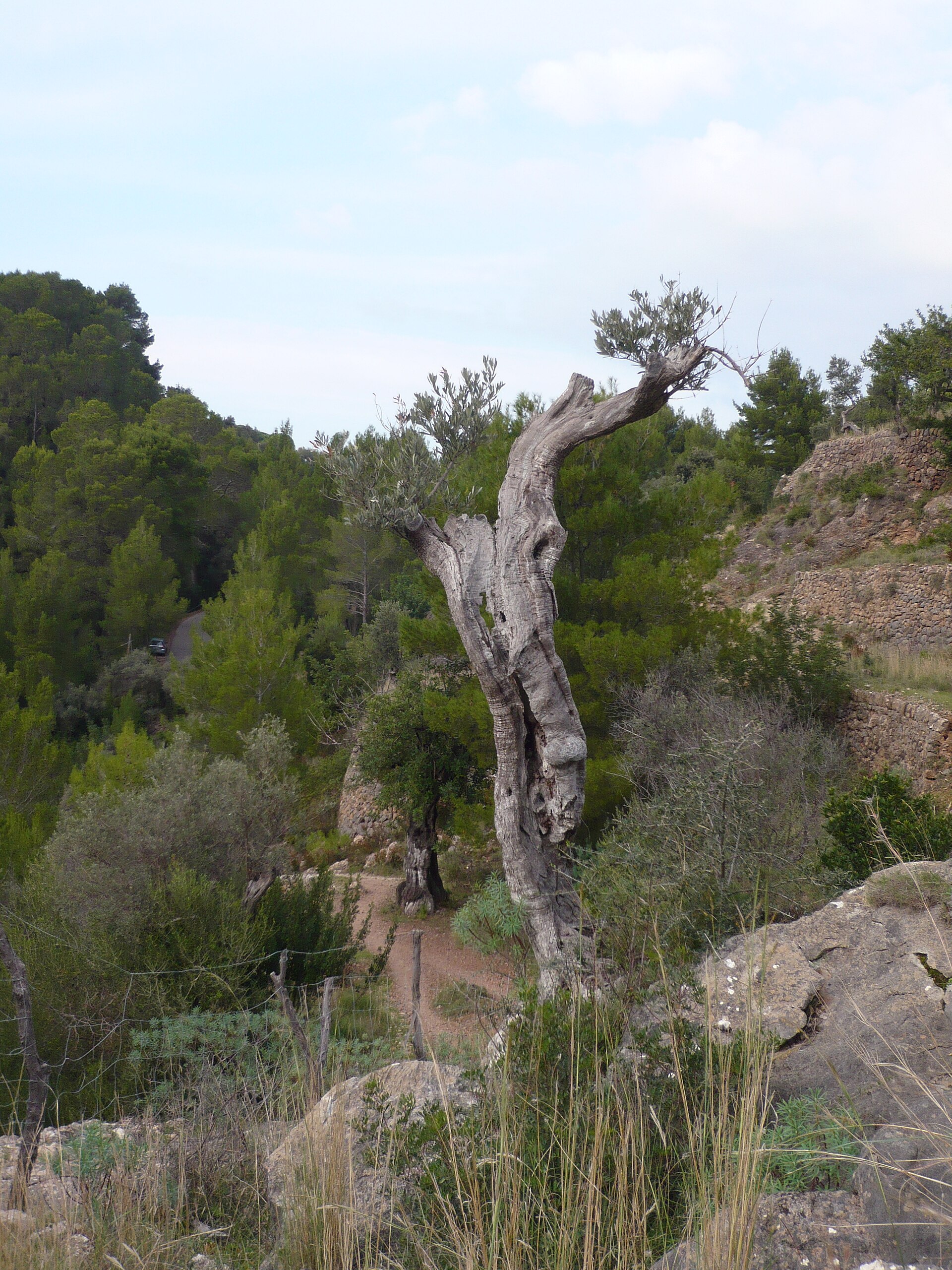 Serra de Tramuntana Slow Escape — photo 4