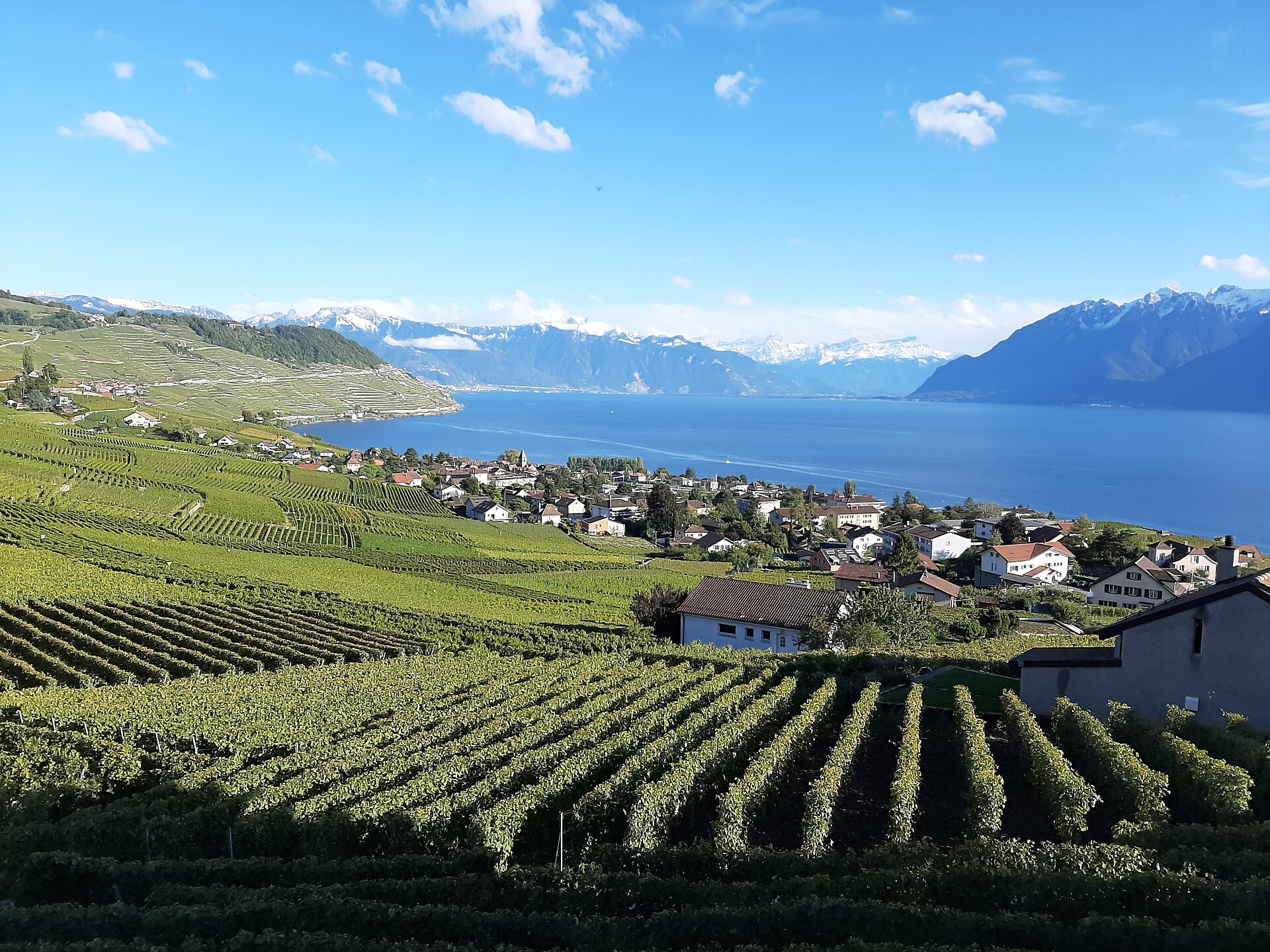 Lavaux Vineyards & Lake Geneva — photo 5